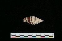 藏品(繩紋蛹筆螺)的圖片